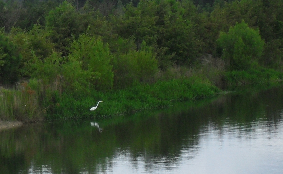 Heron on lakeshore behind Creek Ratz